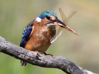 naaldekoker gevang : frieda